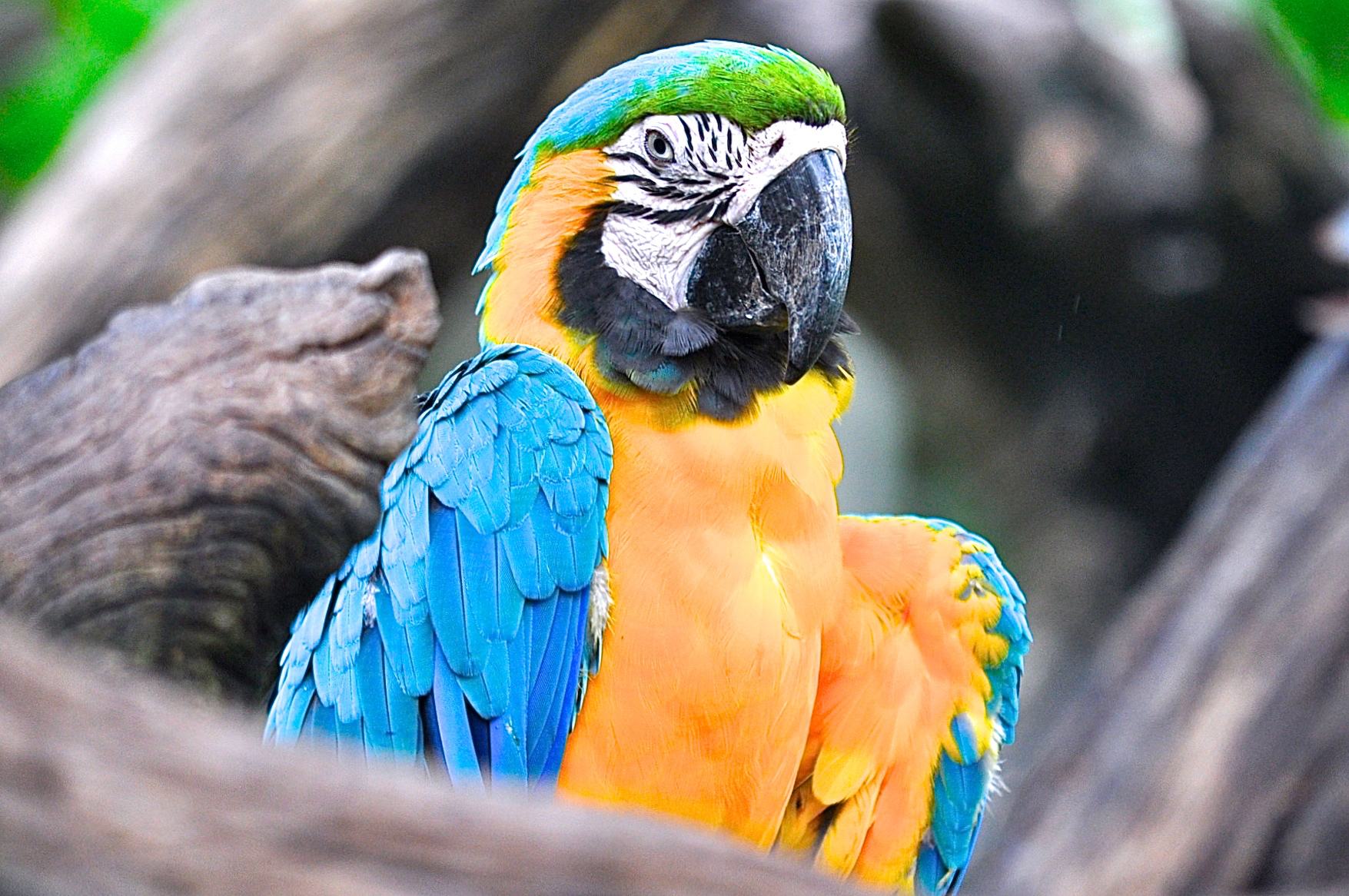 A blue and yellow macaw.